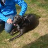 hundetreffen 03.09.2016 547